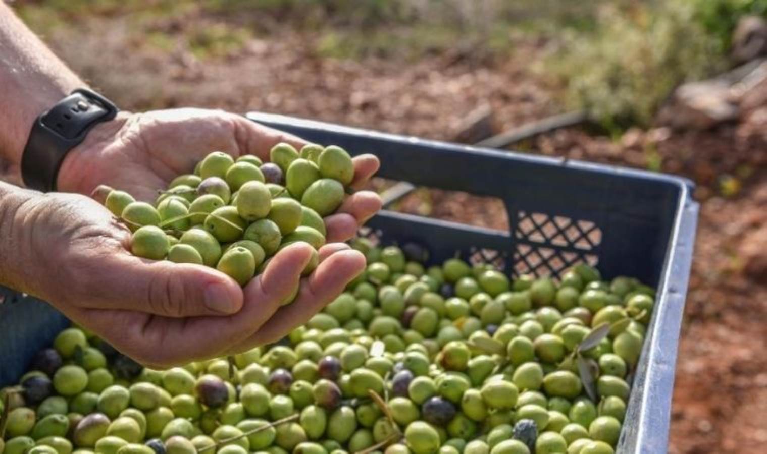 Kahvaltının vazgeçilmezi: Kepez'de hasadı başladı