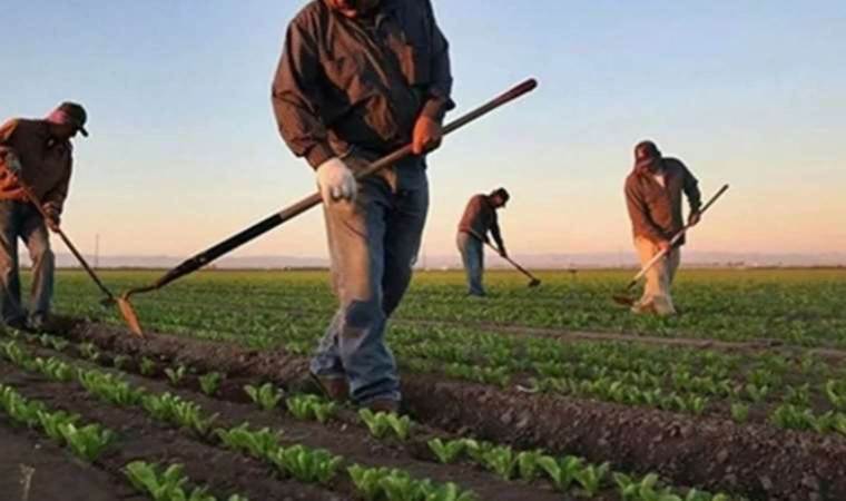 Küçük çiftçi tehlikede: AKP’nin tarımı planlamak iddiasıyla çıkarttığı yönetmelik sektörde tepki yarattı