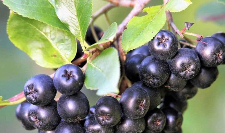 Karaciğer hasarını önleyen ‘süper meyve’: Aronya