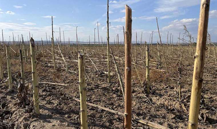 Çiftçi artık ayçiçeğinin sapından da para kazanacak