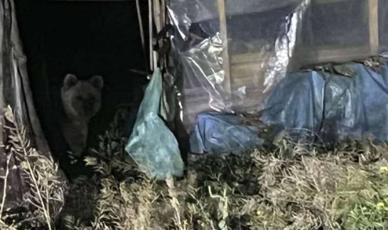 Bolu’da evin bahçesine giren ayı cep telefonu kamerasında