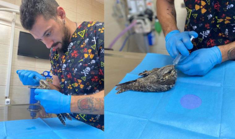 Yaralı bulunan çobanaldatan kuşu, tedavi edildi