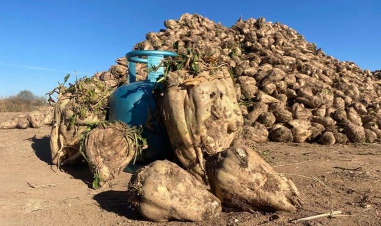 Sivas’ta yetişti: Normal bir pancarın 3 katı büyüklüğünde! Mutfak tüpü boyutunda