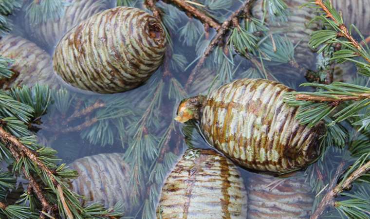 Ormanlardan gelen şifa sedir kozalakları pek çok hastalığa iyi geliyor!