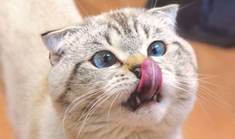 Yeni araştırma kedilerin 276 farklı yüz ifadesi olduğunu söylüyor