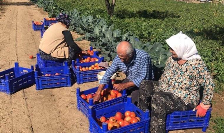 Son turfanda domates yetiştirilen nadir yerlerden…. Üretici fiyatlardan memnun değil