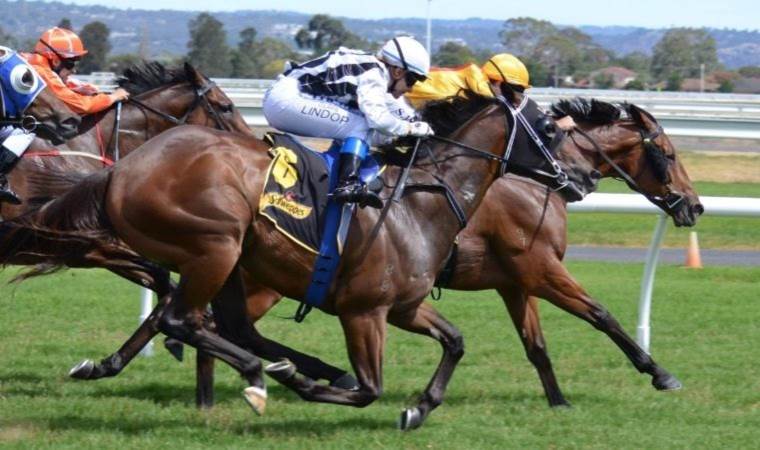 Yeni araştırma: Yarış atlarının kazanma arzusu aslında yok!