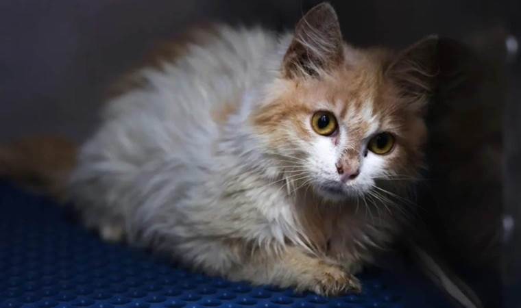Ölümcül ‘kedi virüsü’ hızla yayılıyor