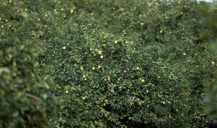 Çukurovalı limon üreticileri fiyat desteği istiyor: ‘Rekolte yükseldi pazar daraldı’