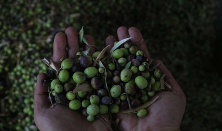 Yemeklerin vazgeçilmezi… Fabrikada 210 TL’den alıcı buluyor