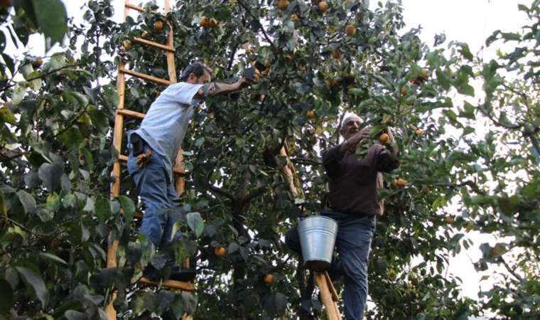 Önce topladılar sonra çatıya astılar! Dalında kilosu 8, çatıda 150 TL