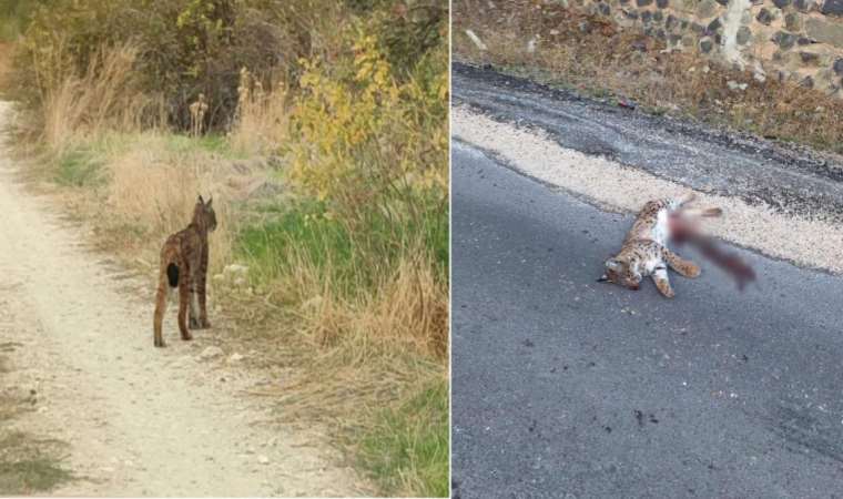 Araç çarpan ‘Ormanın hayaleti’ öldü