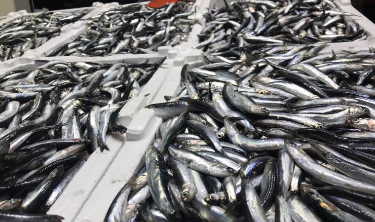 İklim değişikliği hamsiyi vurdu: ‘Yakalayamıyoruz’