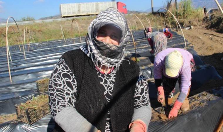 En fazla üretim Aydın’da: 70 bin rekolte bekleniyor