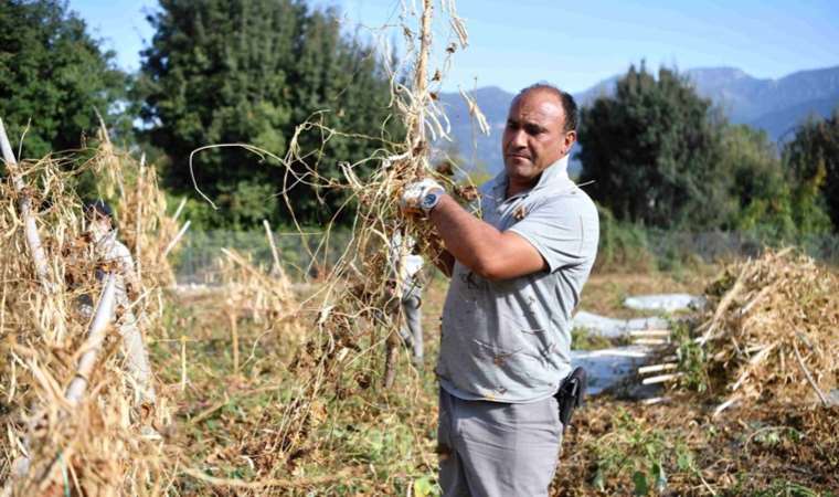 Antalya piyazının olmazsa olmazı! Çandır fasulyesinde hasat zamanı