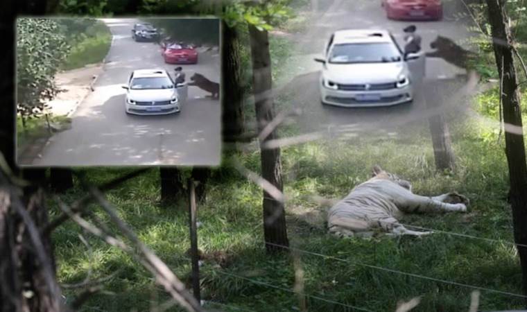 Kaplan saldırısına hedef olmuşlardı: Akıbetleri belli oldu