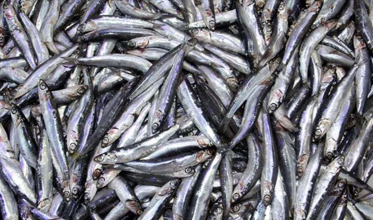 Bollaşan hamsi ucuzladı! Fiyatı yarı yarıya düştü