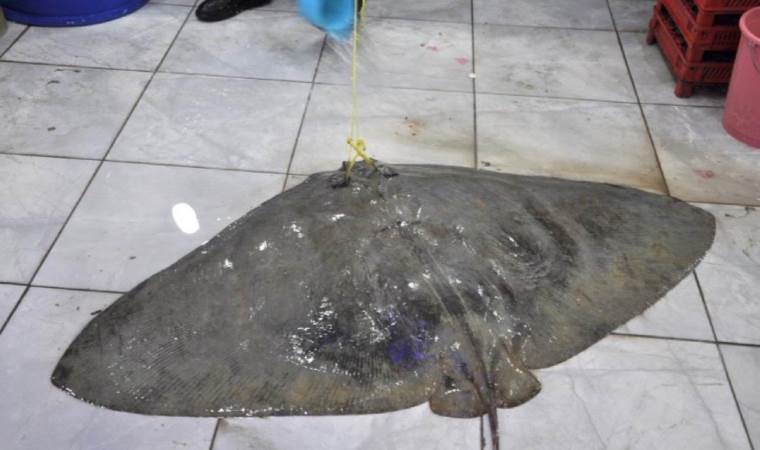 Muğla’da yakalanan dev vatoz görenleri şaşırttı