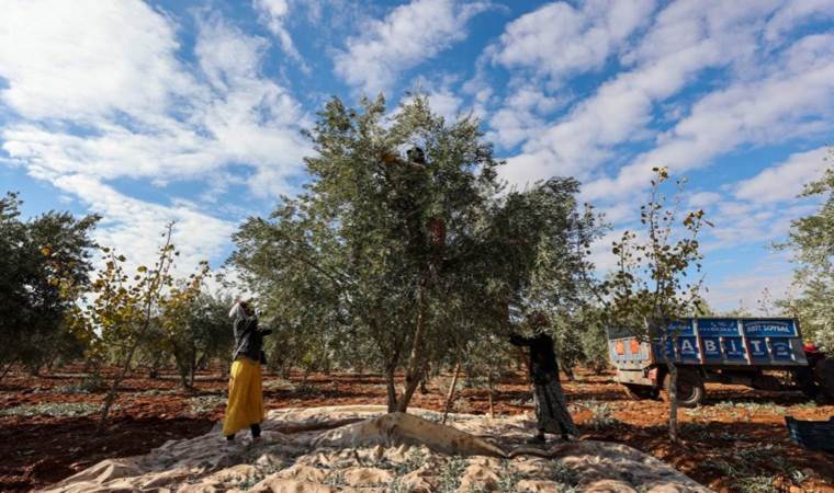Antep fıstığının ardından en fazla geliri getiriyor: 60 bin tonun üzerinde rekolte bekleniyor