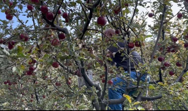 Tatvan’da hasat başladı: Sabahın ilk ışıkları ile beraber…