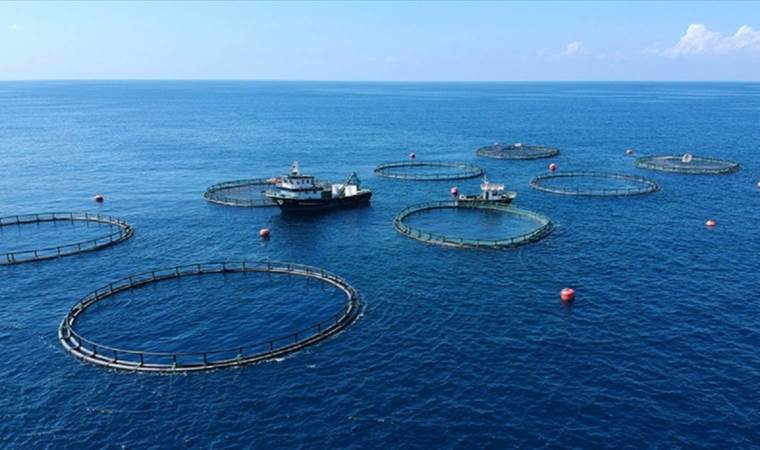 Yabancı en çok Türk levreğini sevdi! Denizden 1.4 milyar dolar ihracat