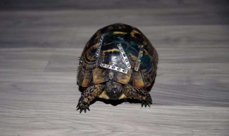 ‘Öldü’ haberi bekleniyordu… Metal plaklarla hayata döndürüldü