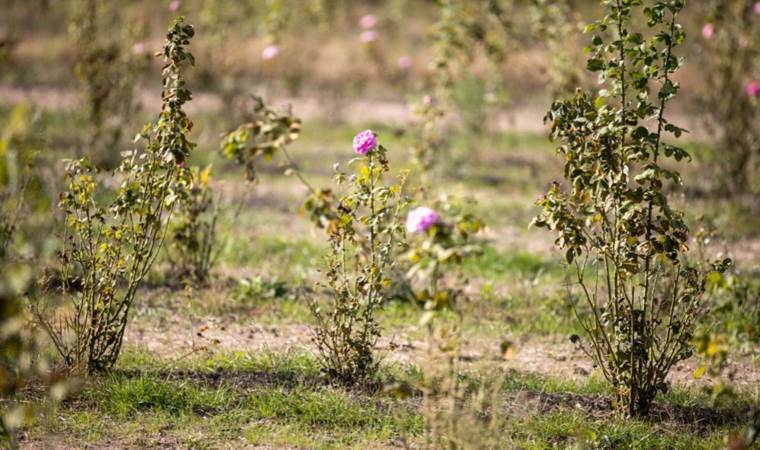 Evliya Çelebi övgüyle bahsetmişti: Üretimi artırılacak