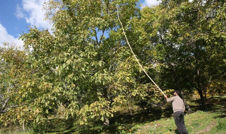 Bitlis’te yetişiyor: Ekonomiye 700 milyon lira katkı sağlanması bekleniyor