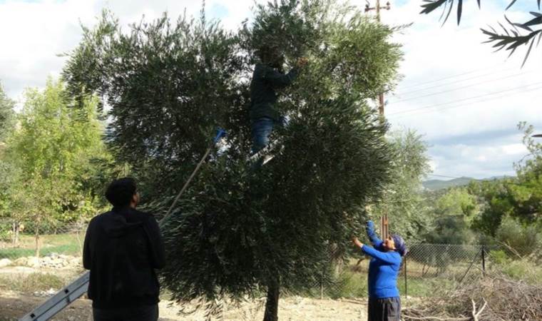 Meteoroloji uyarı verdi, çiftçiler hasada başladı