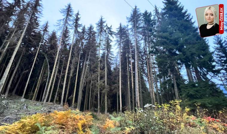 ‘Görülmeyen’ tehlike: Şavşat Ormanları ‘istila’ altında