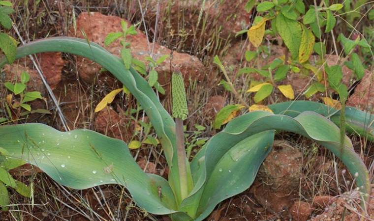 Muğla’da bir çiftçi endemik bitki keşfetti: Çiftçinin ismi bitkiye verildi… Türkiye’de sayısı 16’ya yükseldi
