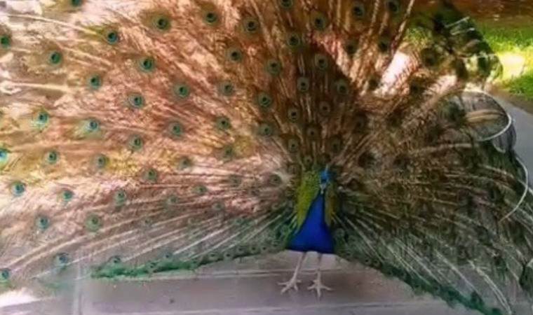 Tavus kuşunu CİMER’e şikayet ettiler