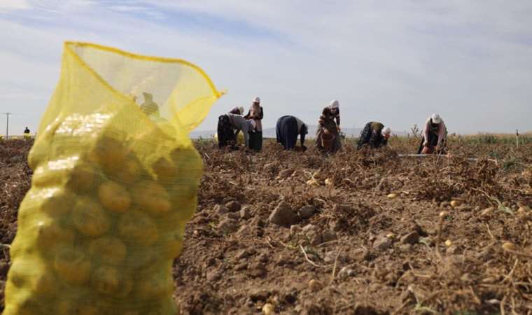 Bu köy geçimini patatesten sağlıyor: 800 nüfuslu köyde yılda 10 bin ton …