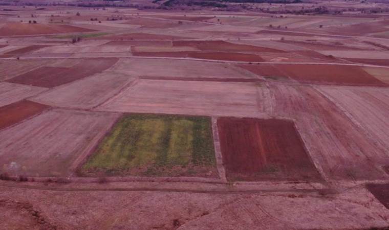 Günlük alım kotası düştü, ürünler tarlada kaldı