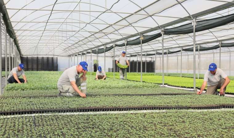 Aydın’da üreticiye kışlık fide desteği