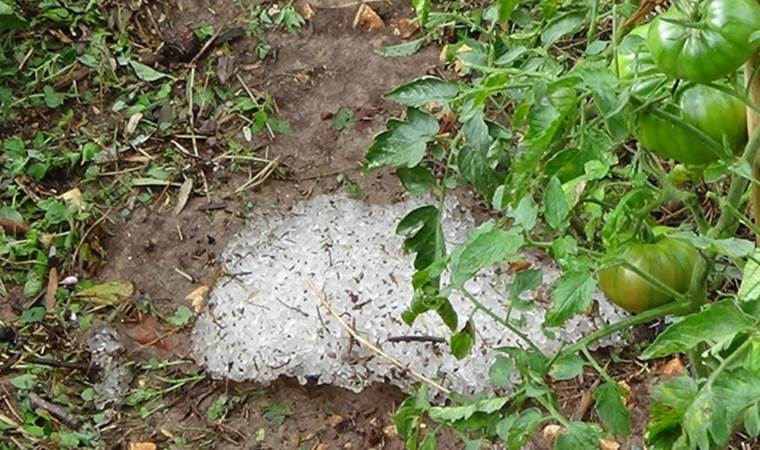 Mersin’de etkili olan dolu, tarım ürünlerine zarar verdi