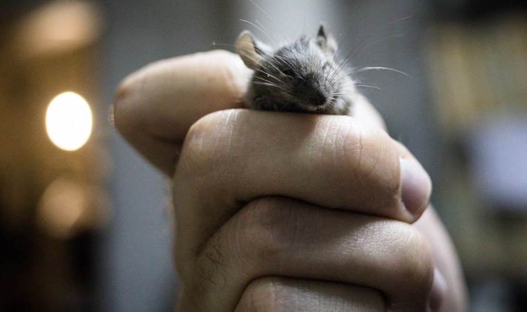 Avrupa kentindeki okullarda ‘fare’ alarmı: ‘Her yerdeler, kantinde bile’