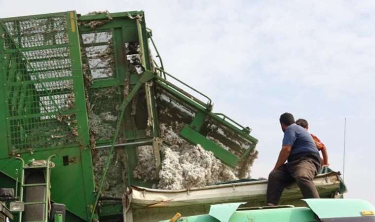 Mardin’de 50 bin dönümde ekildi! Beyaz altın bu sene yüzleri güldürmedi