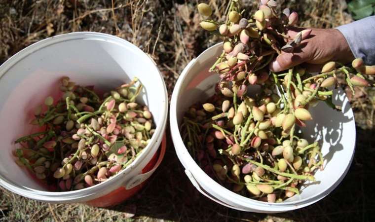 Adı Siirt’ten, aşısı Bitlis’ten: Hasat başladı, menengiç ağaçları fıstığa dönüşüyor