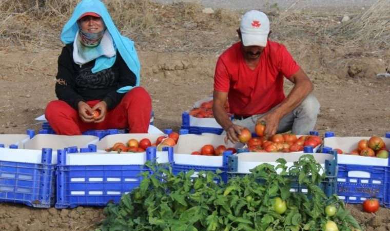 Muğla’da güz bereketiyle geldi: Hasadı başladı