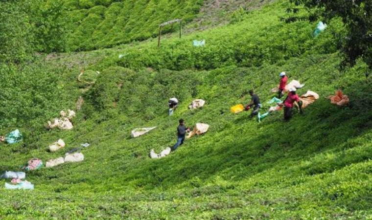 Analizler sonucu ortaya çıktı: Karadeniz çayında büyük tehlike