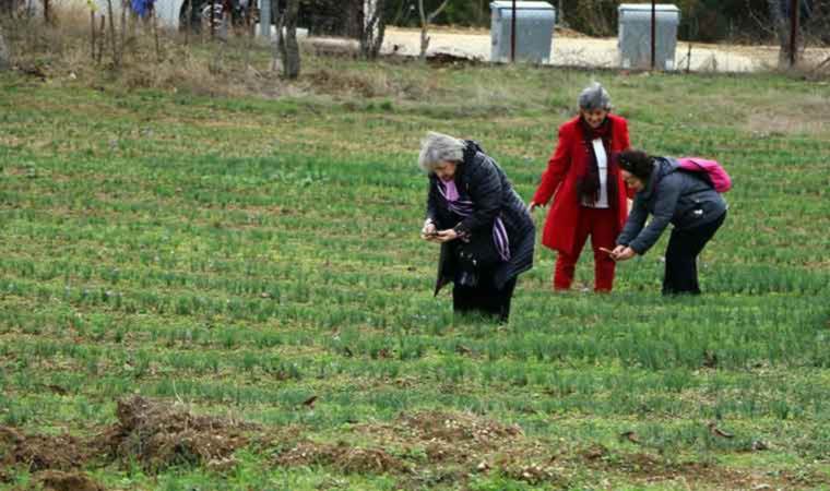 Dünyanın en pahalı baharatı bu tarlada yetişiyor! 40 günde 70 bin kişi ziyaret etti…