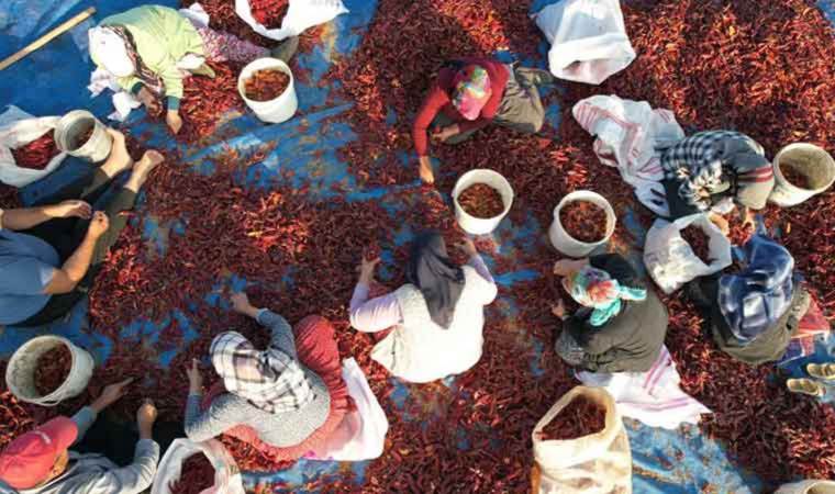 Tescilli lezzette son hasat: Türk mutfağının vazgeçilmez tadı…