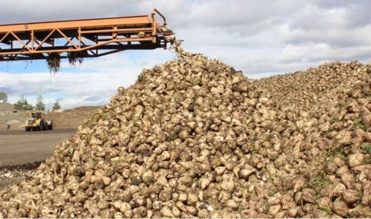 Kars’ın tatlı hazinesi: Akyaka’da hasat zamanı…