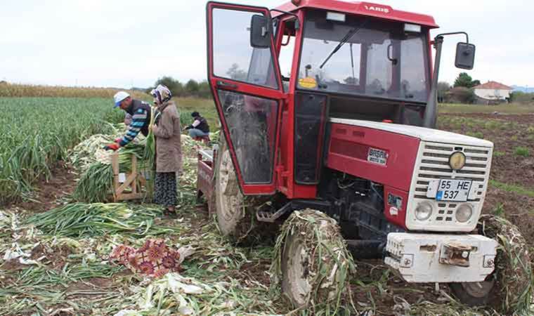Alüvyonlarla zengin… 25 bin ton rekolte bekleniyor!
