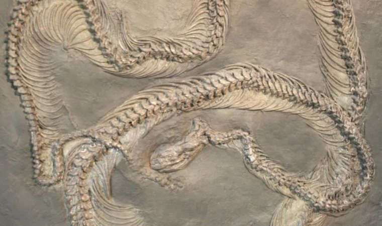 66 milyon yıl önce yaşayan en büyük yılan! Daha büyüğü yok