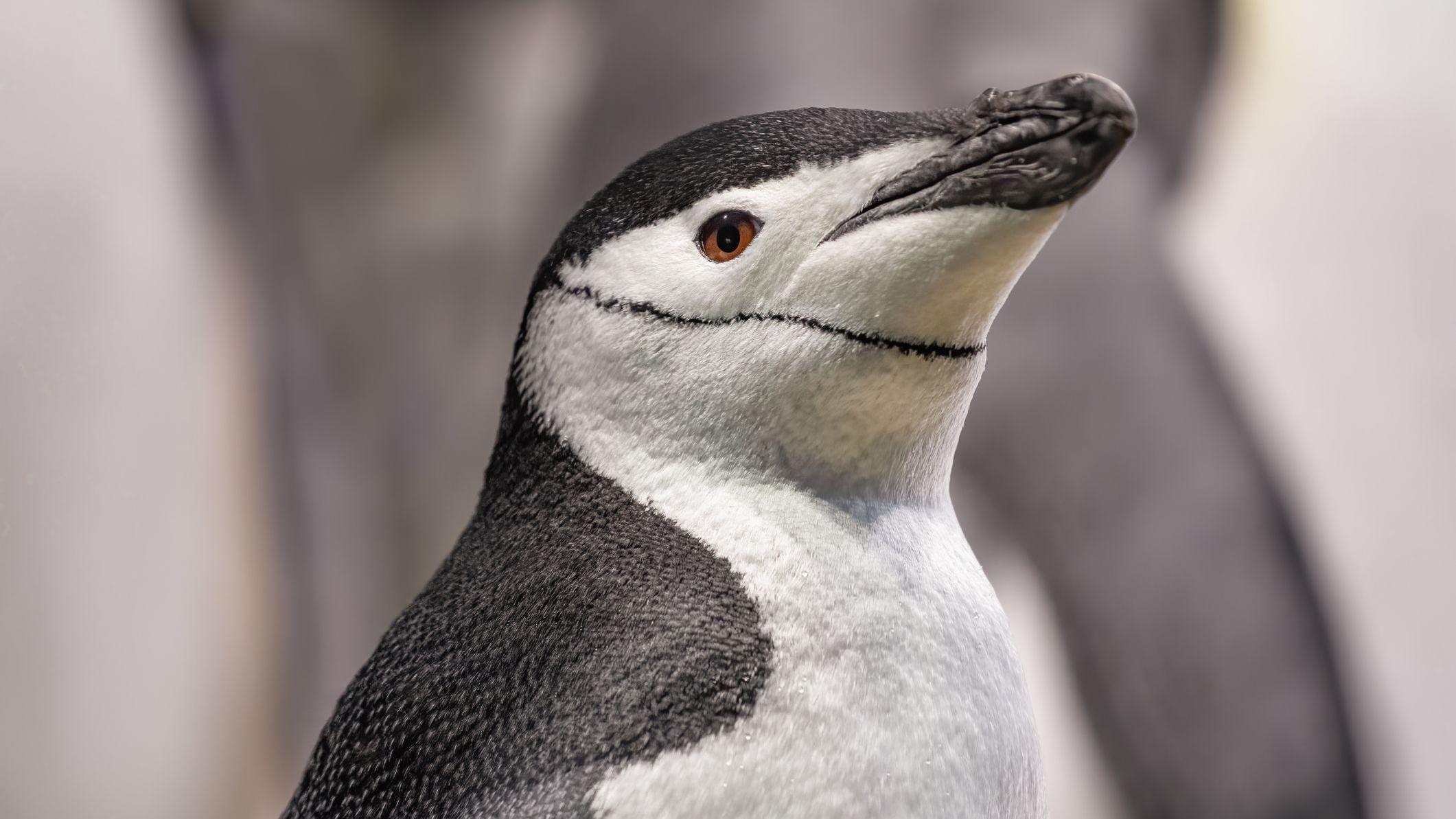 Bazı penguenler yumurtalarını beklerken 'dört saniyelik mikro uykularla dinleniyor'