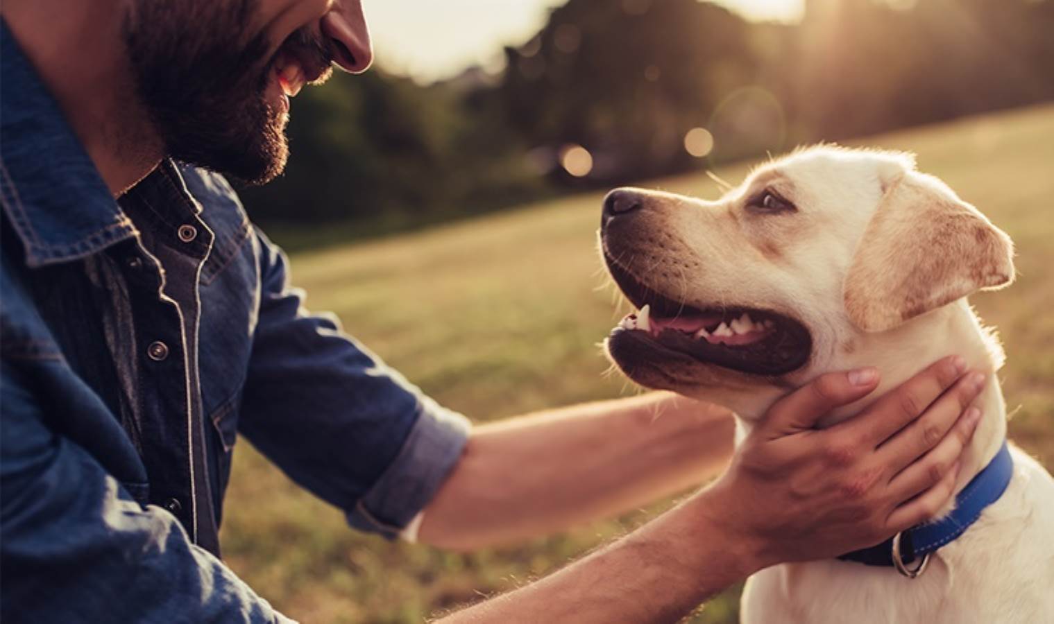 Köpek sahiplerinin dikkatine: 'Balina gözleri' tehlike işareti olabilir