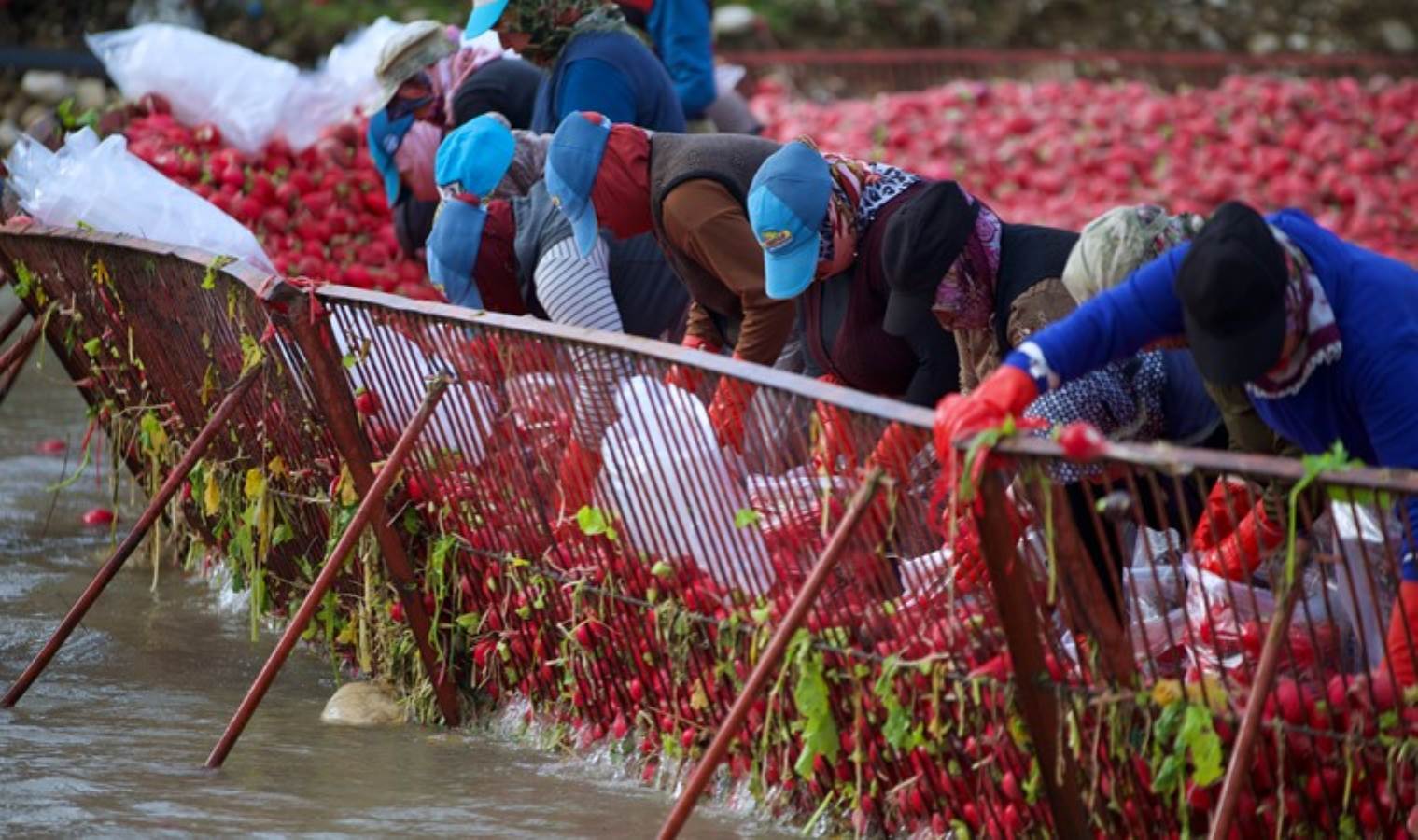 Savrun Çayı'nda toplanıyor! Hasadı 4 ay sürüyor... 160 bin ton rekolte bekleniyor