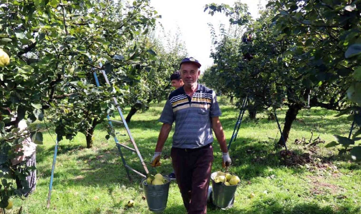 Hasat başladı: Rusya'nın ayvası Kahramanmaraş'tan